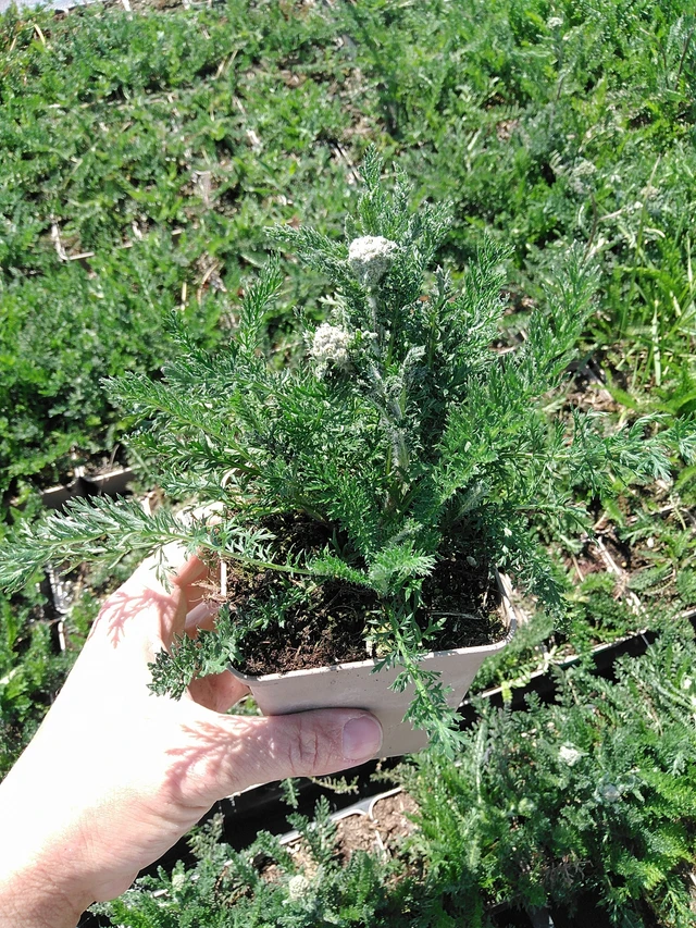 Siankärsämö White Beauty - 13. 5. 2025