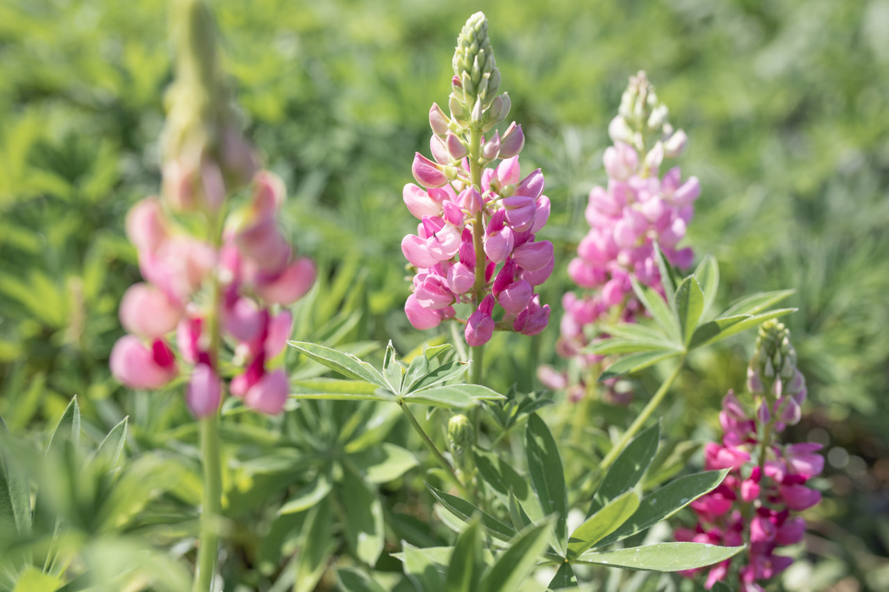 Lupiini Gallery Pink, Loukykvět