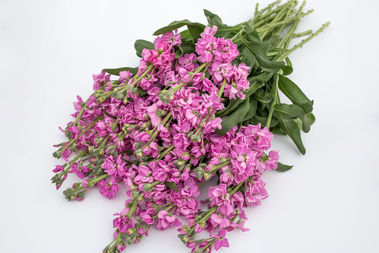 Alhelí Katz Pink, Loukykvět