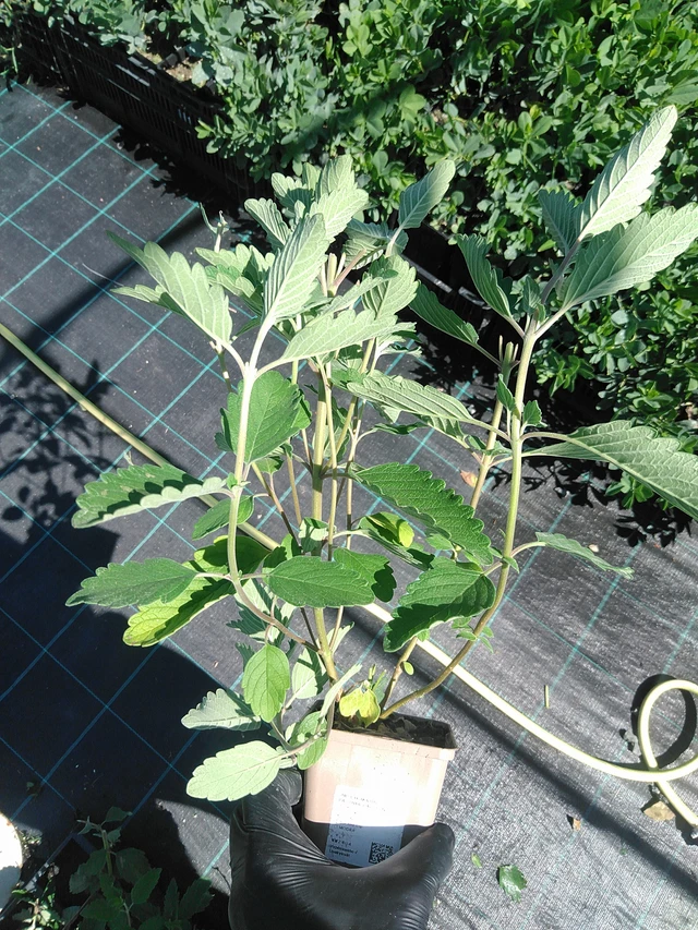 Cariópteris Pagoda Lagoon - 19. 8. 2025