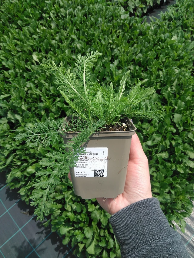 Siankärsämö Cerise Queen - 9. 6. 2025