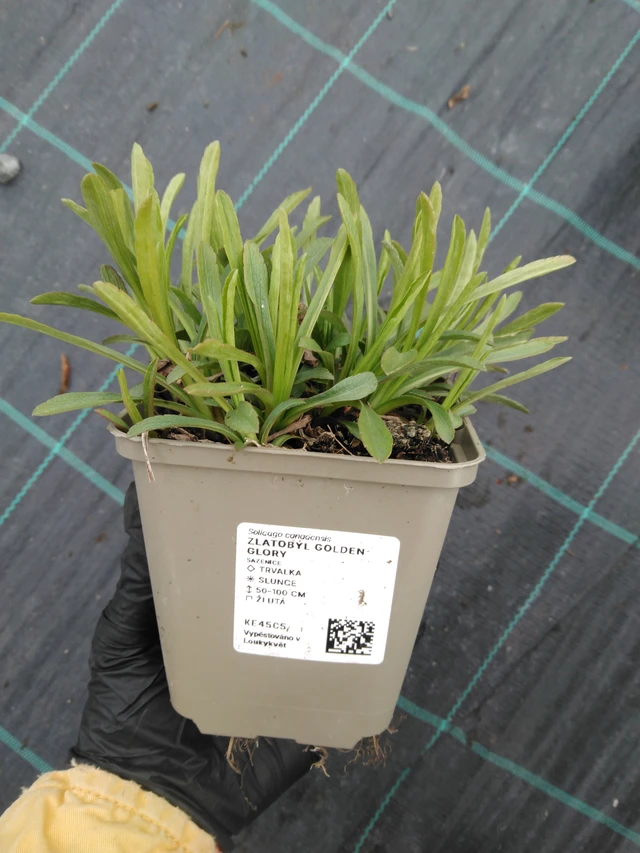 Piisku Golden Glory - 1. 4. 2026