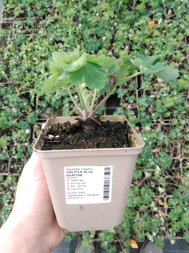 Lehtoakileija Blue Barlow - 2024