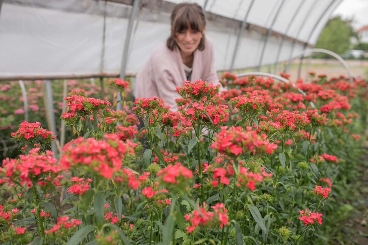 Clavel del poeta Sweet Coral, Loukykvět