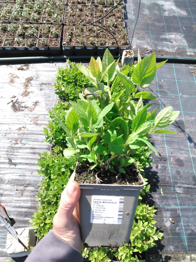 Kissanminttu Washfield - 13. 5. 2025