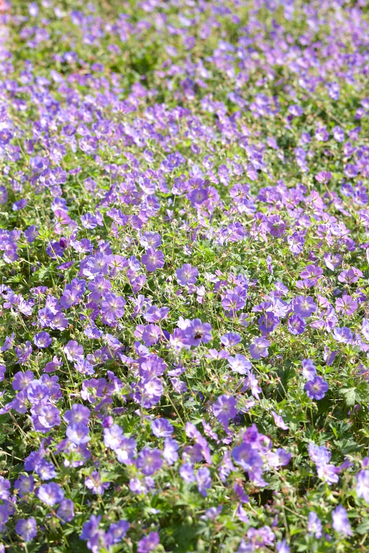 Kurjenpolvi Johnson ́s Blue, Loukykvět