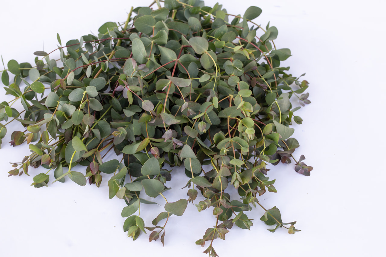 Eucalyptus stuartiana, Loukykvět