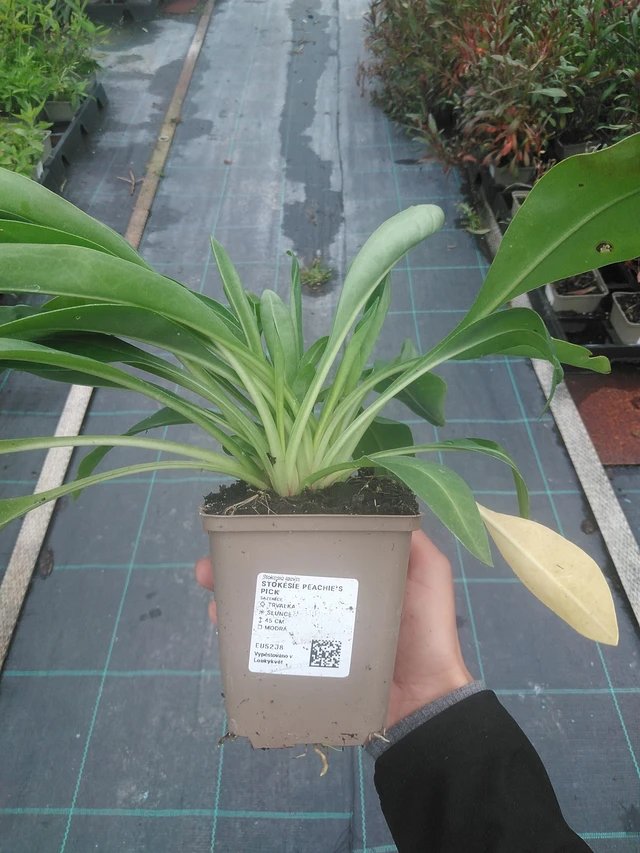 Stokesia Peachie's Pick - 10. 10. 2025