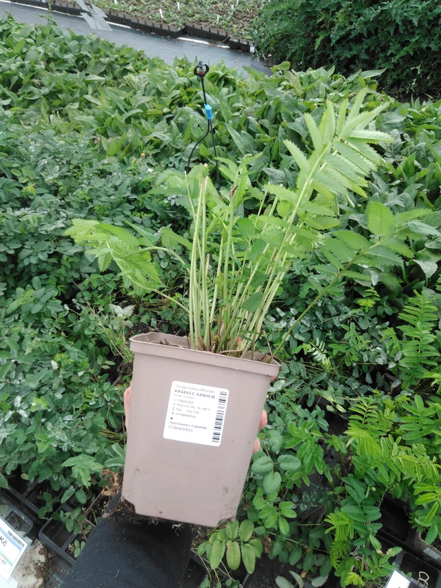 Sanguisorba Pink Tanna - 2024