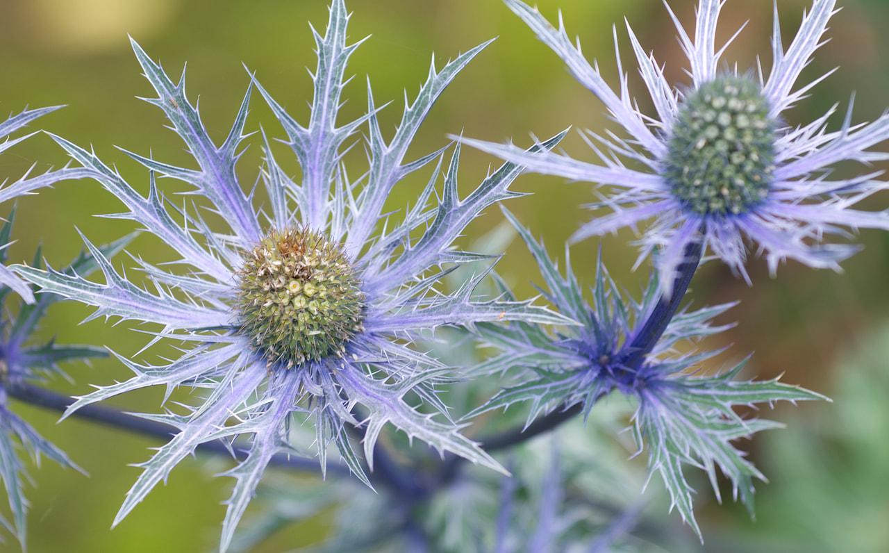 Eringio Blue Star, Loukykvět