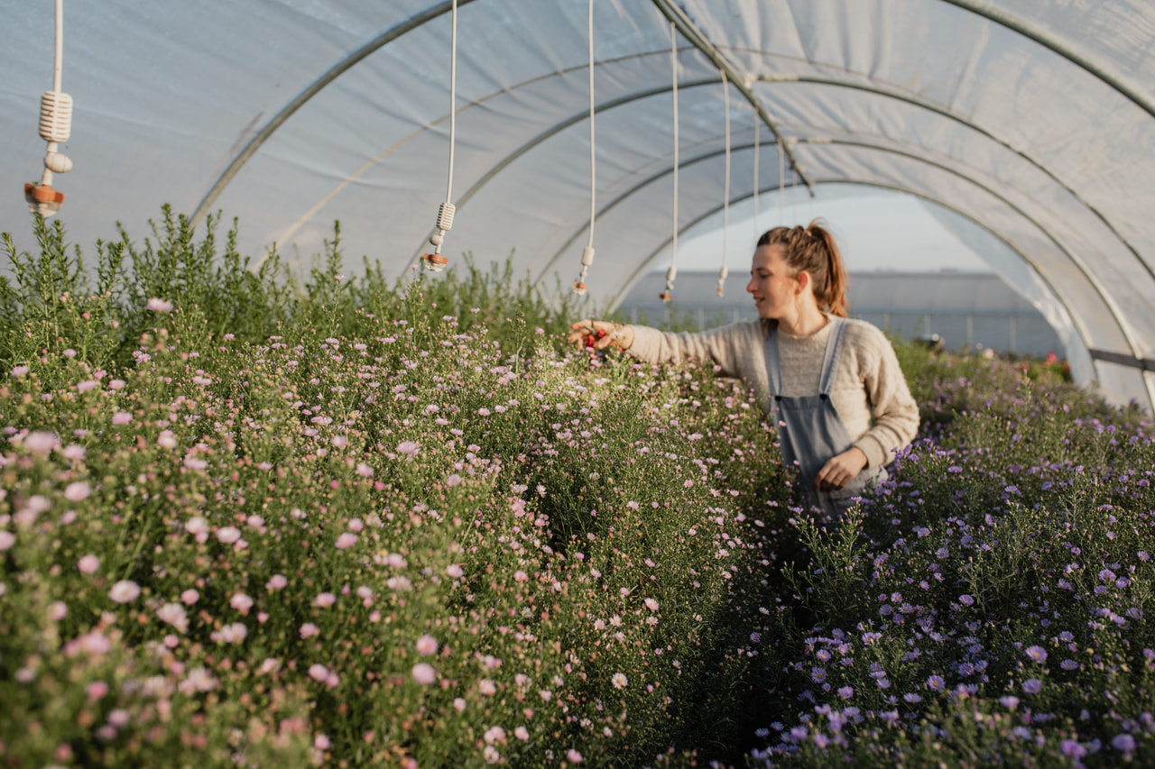 Asteri Claudia, Loukykvět