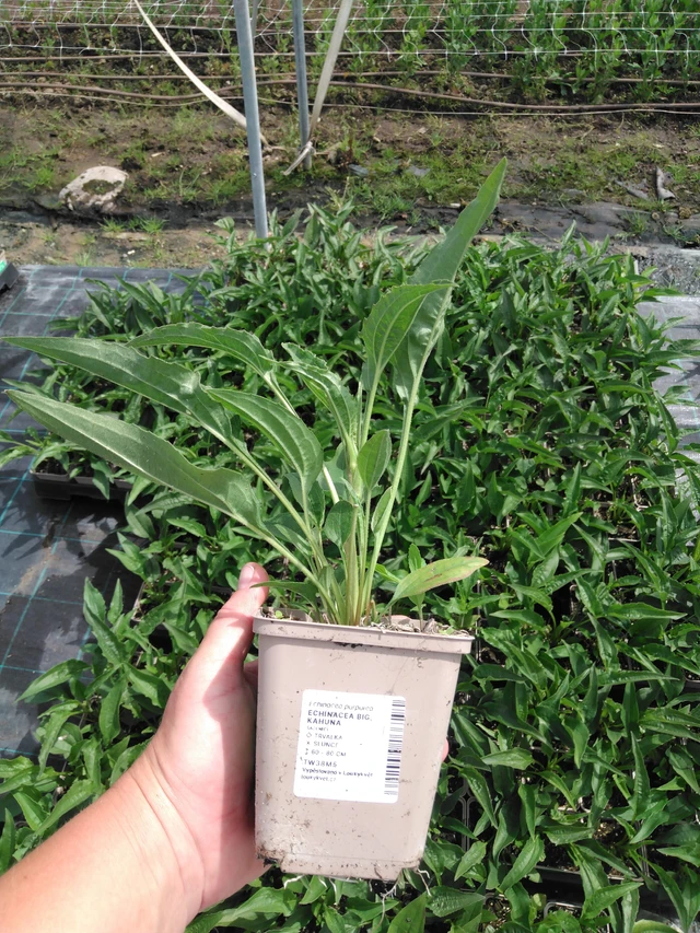 Echinacea Big Kahuna - 2024