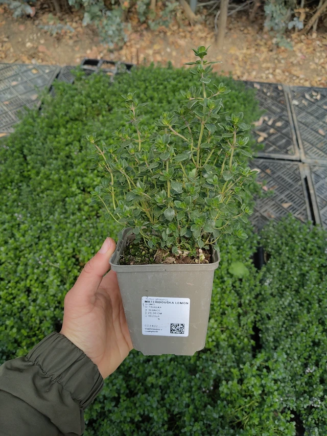 Mateřídouška Lemon - 13. 5. 2026