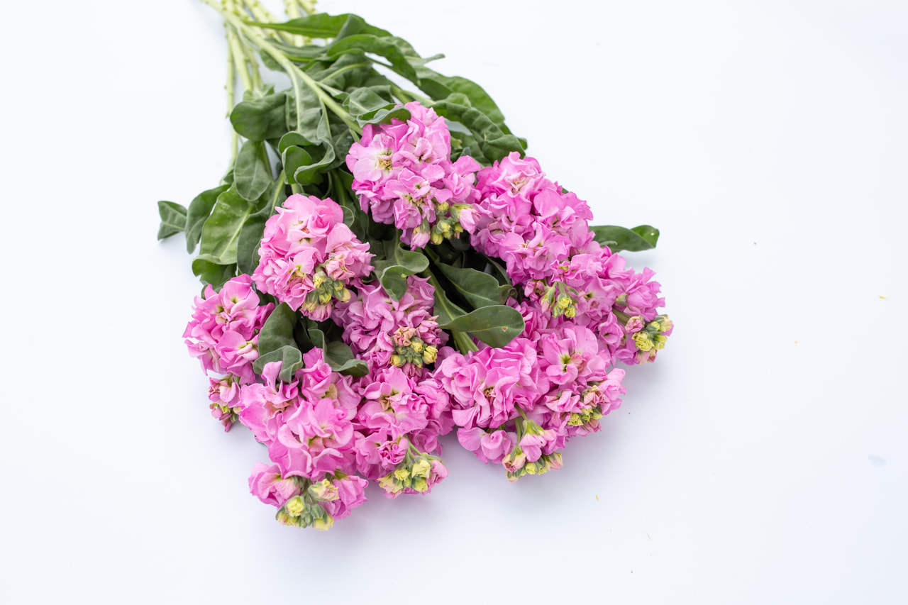 Stock Iron Pink, Loukykvět