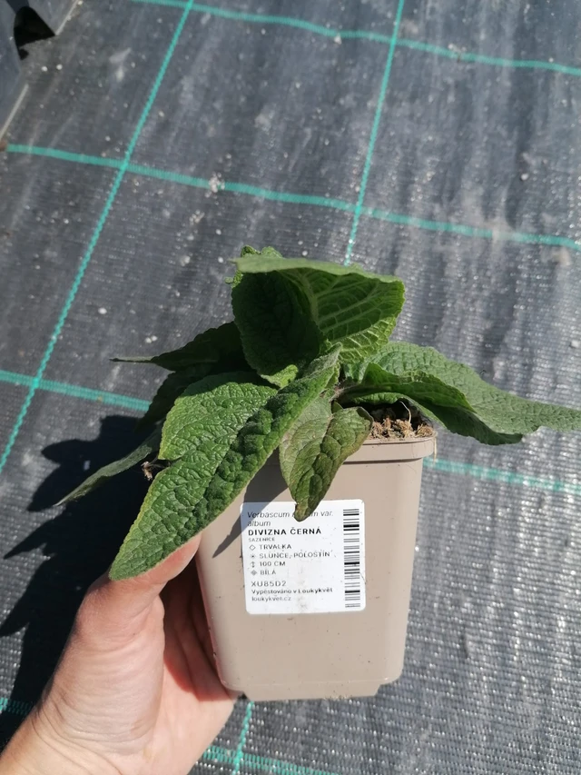 Verbascum nigrum - 2024