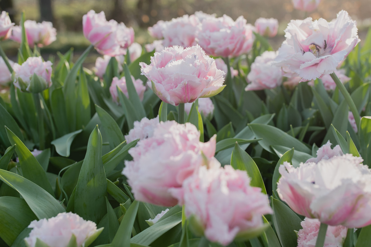 Tulppaani Sugar Crystal, Loukykvět