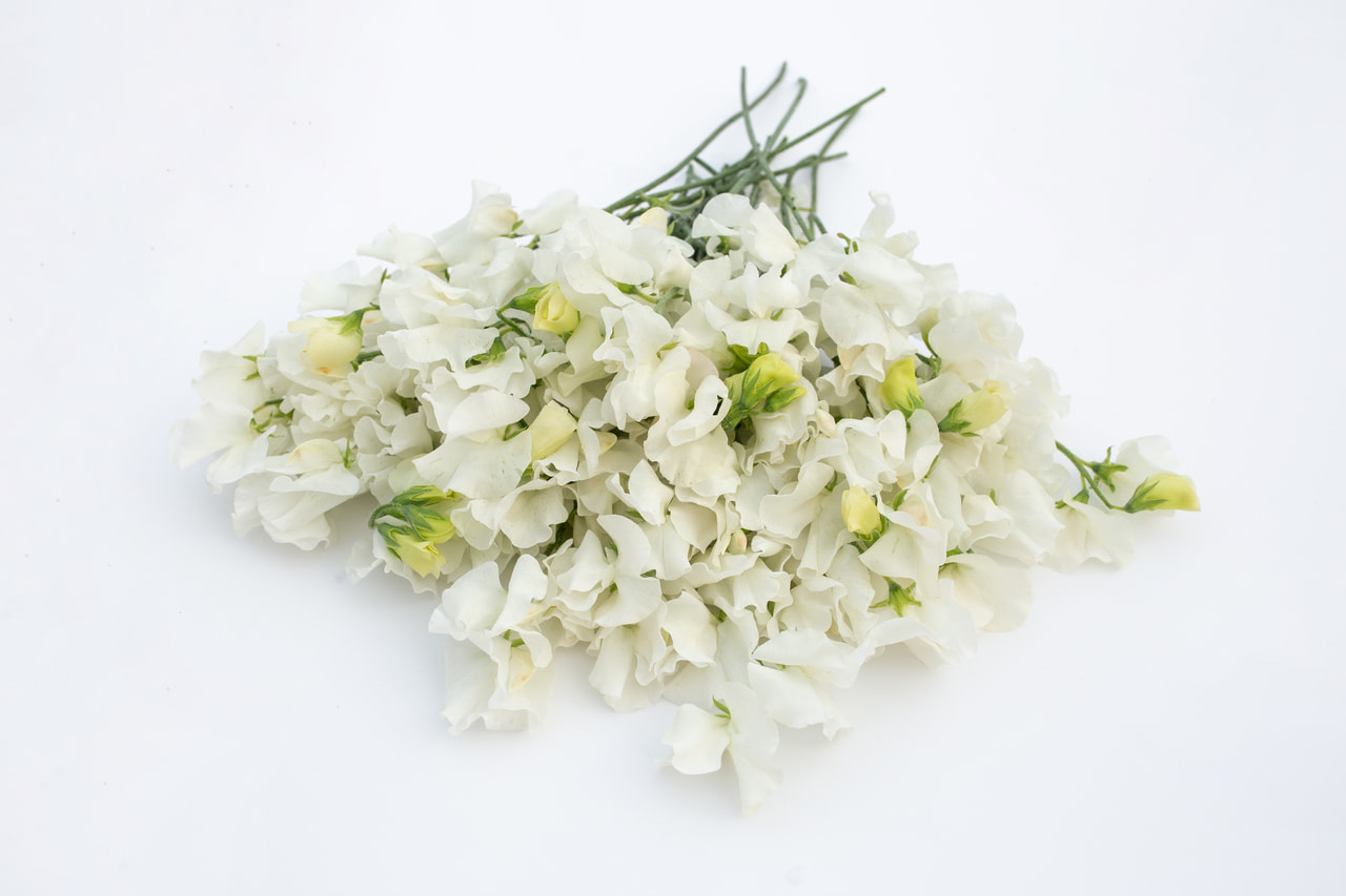 Lathyrus Winter Sunshine White, Loukykvět