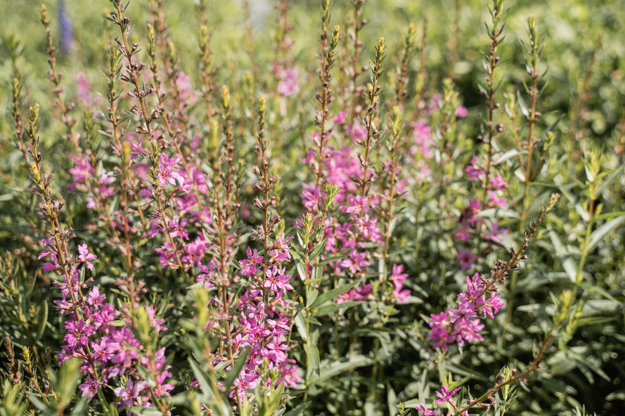 Rantakukka Rose Queen, Loukykvět