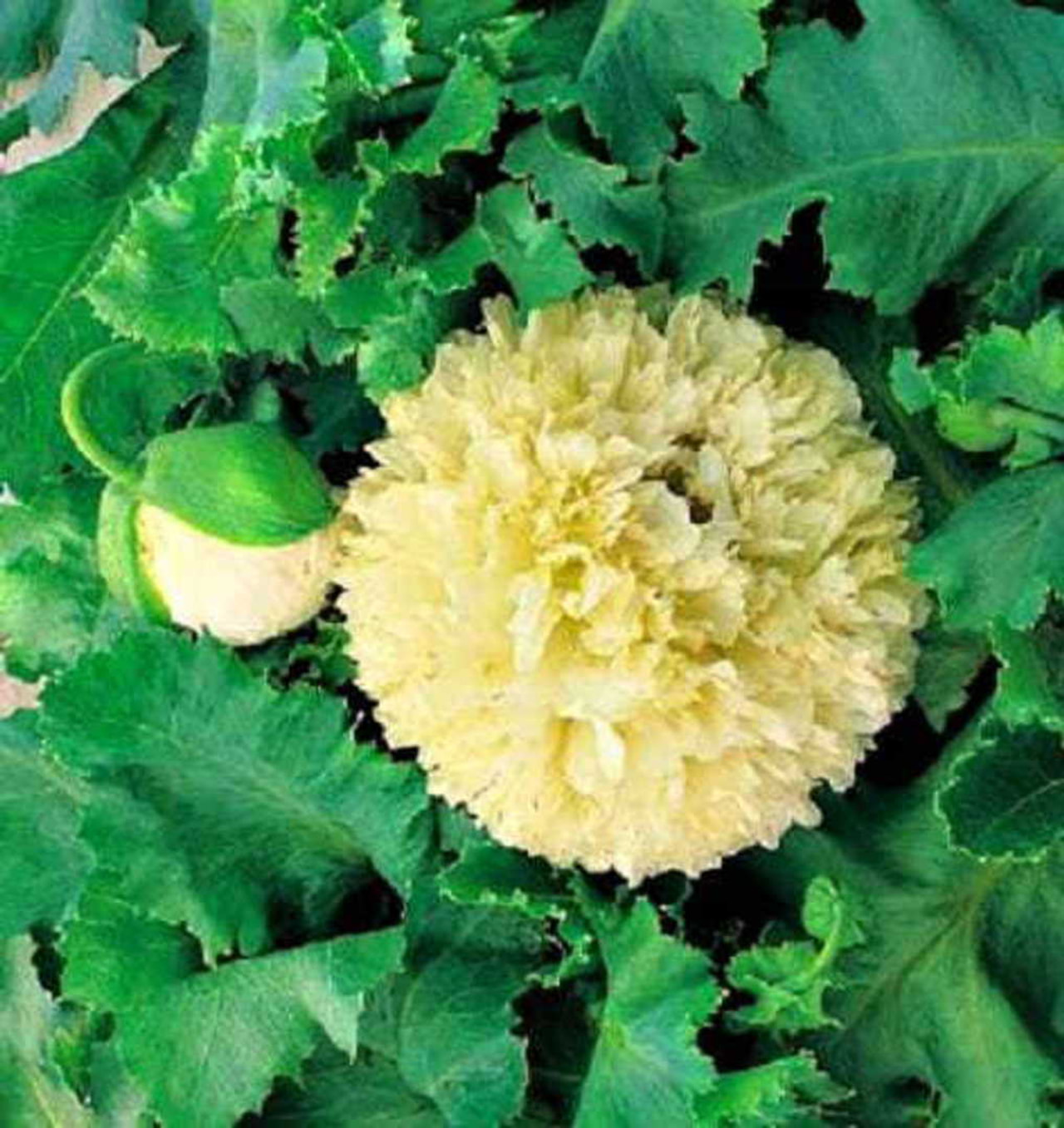 Pæonvalmue Yellow, Loukykvět