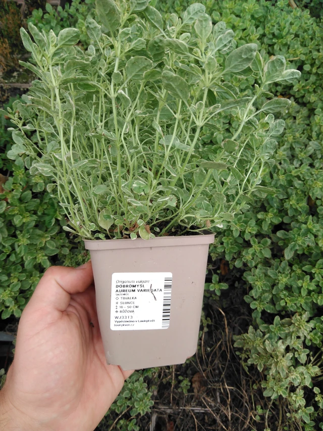 Oregano Aureum Variegata - 2024