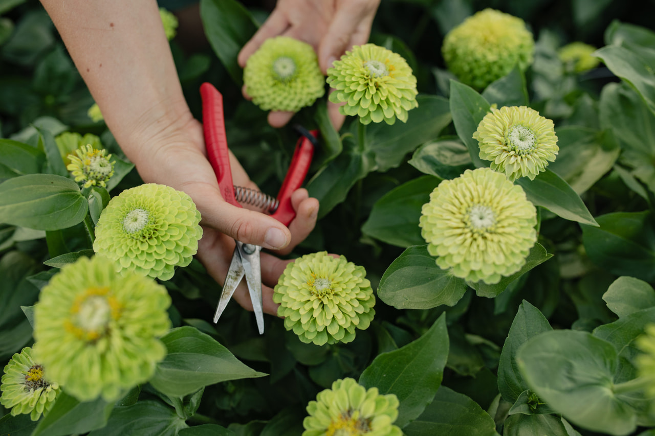 Tsinnia Queen Lime, Loukykvět