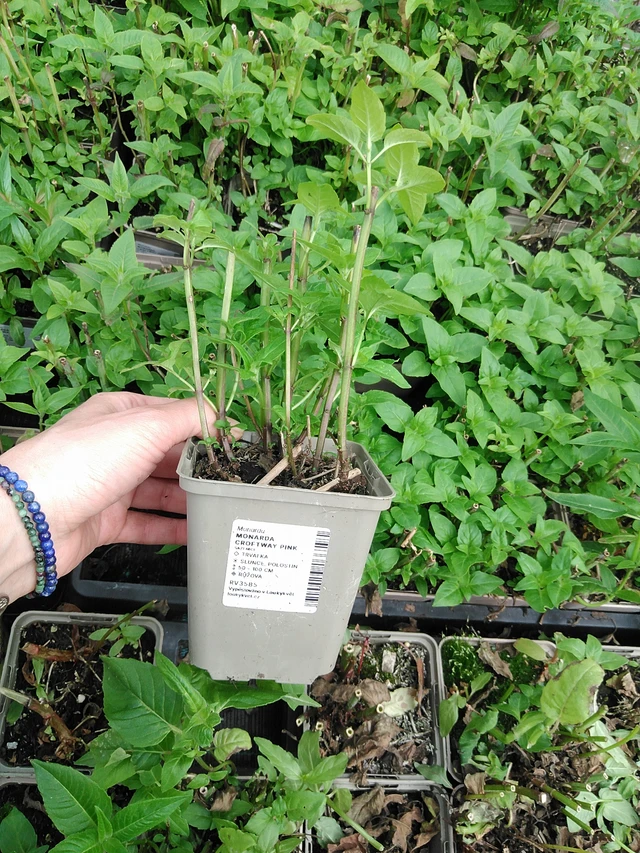 Väriminttu Croftway Pink - 9. 6. 2025