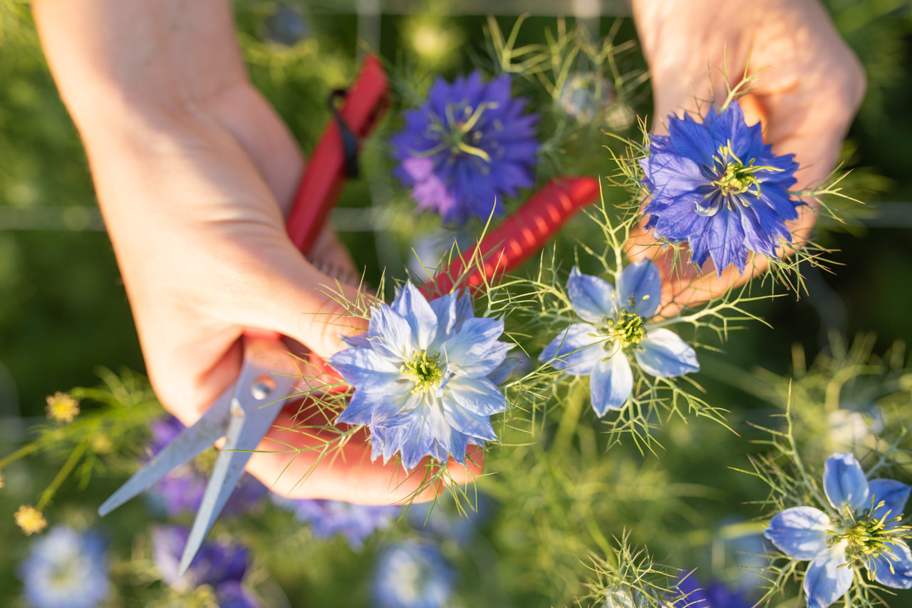 Nigella Miss Jekyll Sky Blue, Loukykvět