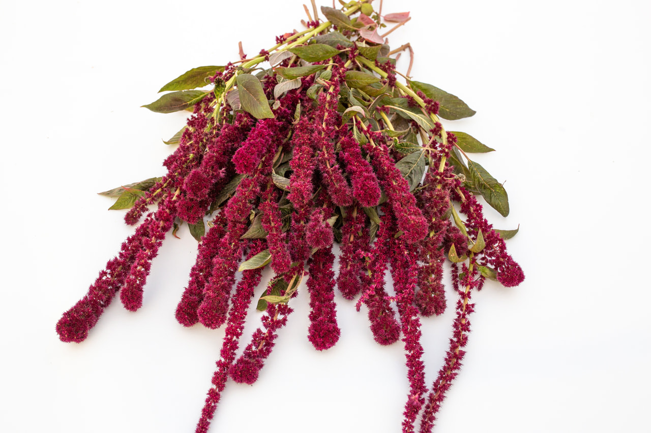 Amaranth QIS Tower Red, Loukykvět