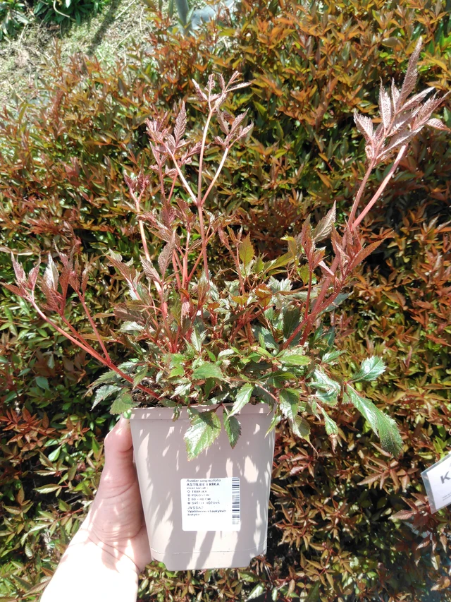 Jaloangervo Erika - 2024