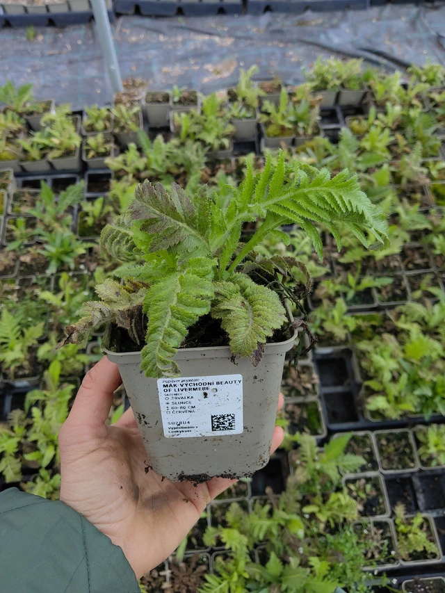 Idänunikko Beauty of Livermere - 21. 4. 2026