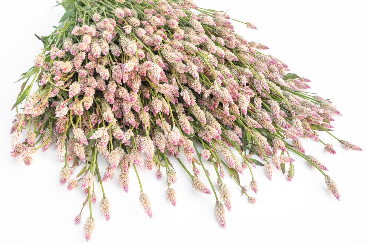 Celosía Xantippe, Loukykvět