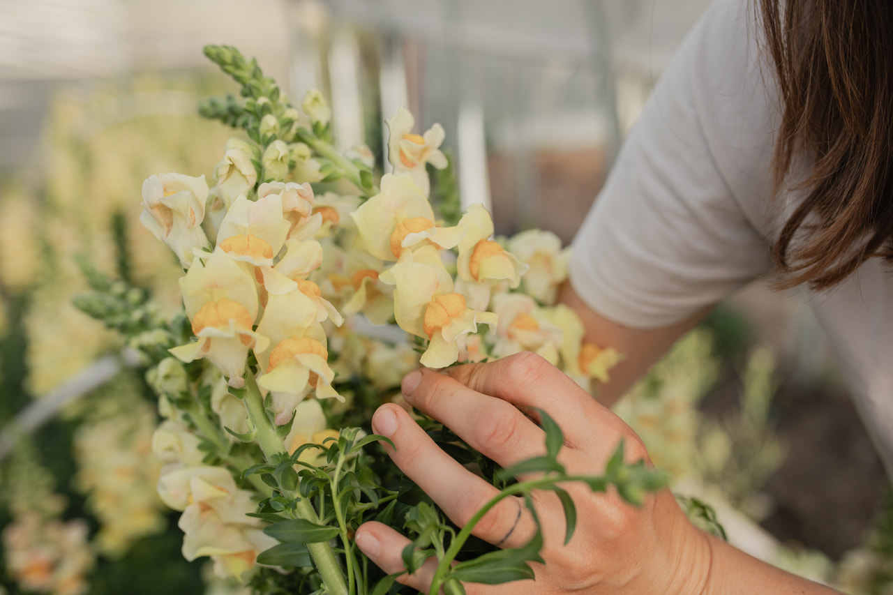 Leijonankita Costa Apricot, Loukykvět