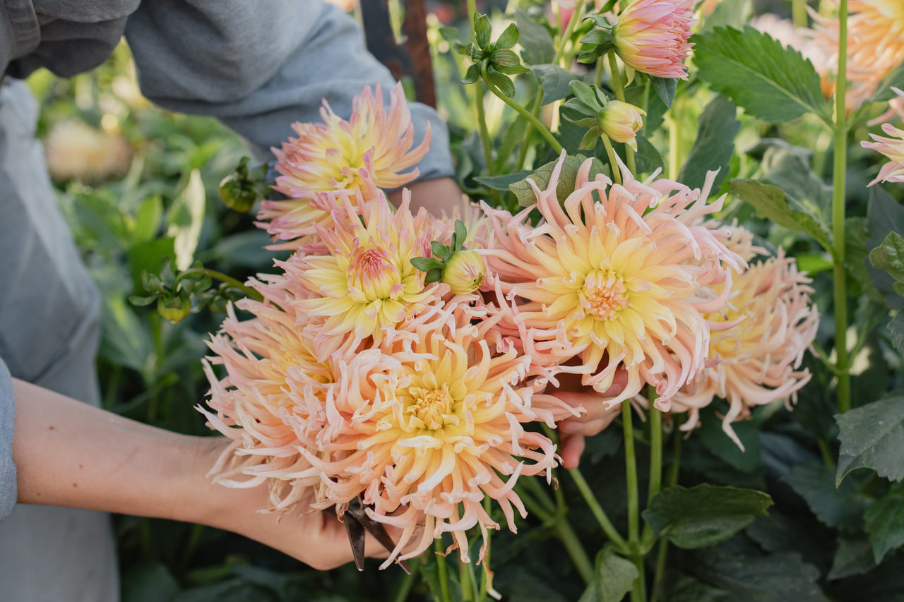 Dalia Apricot Star, Loukykvět