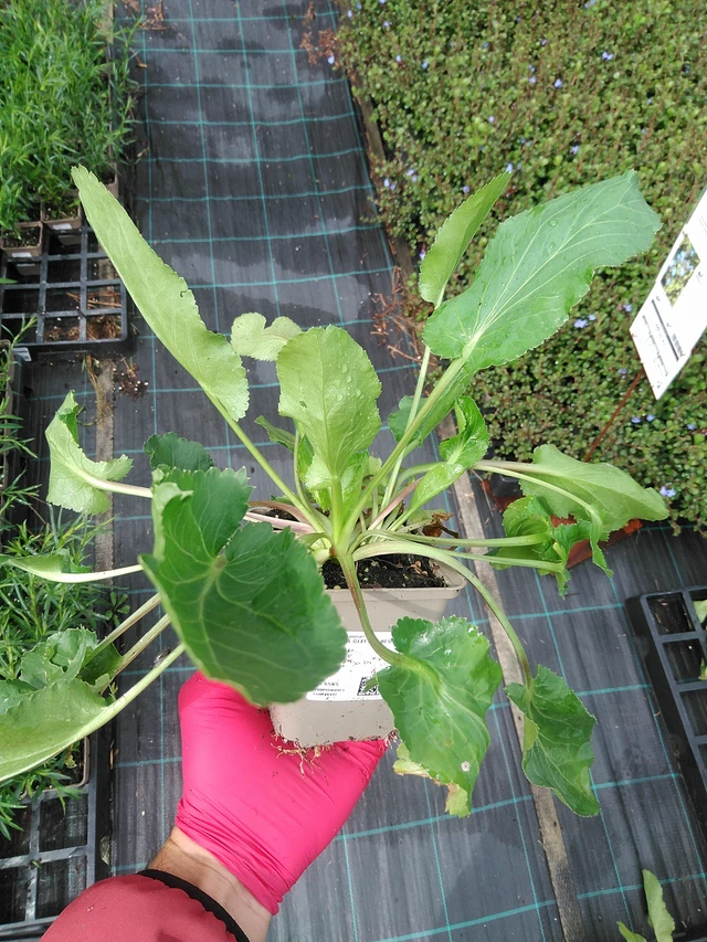 Eryngium Glitter Blue - 29. 7. 2025