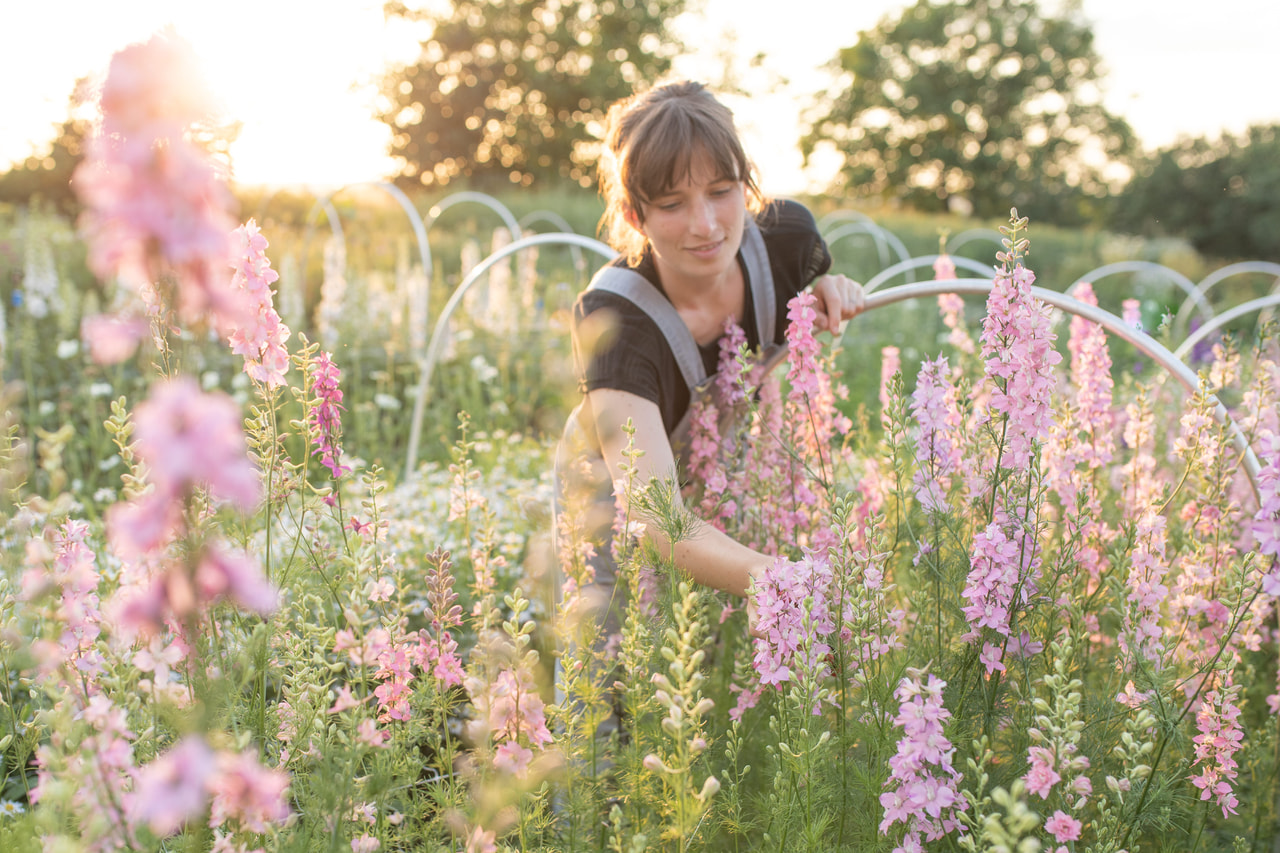 Larkspur QIS Light Pink, Loukykvět