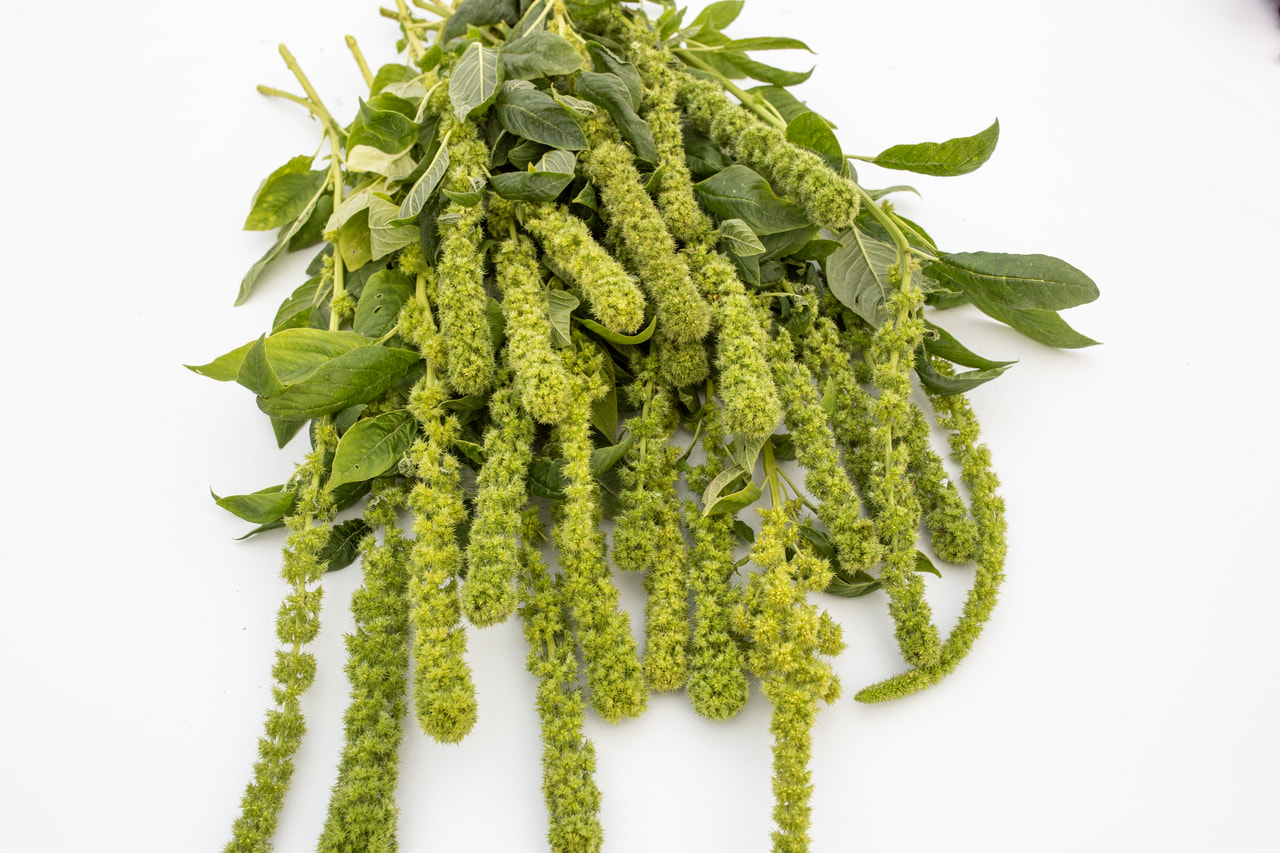 Amaranth QIS Tower Green, Loukykvět