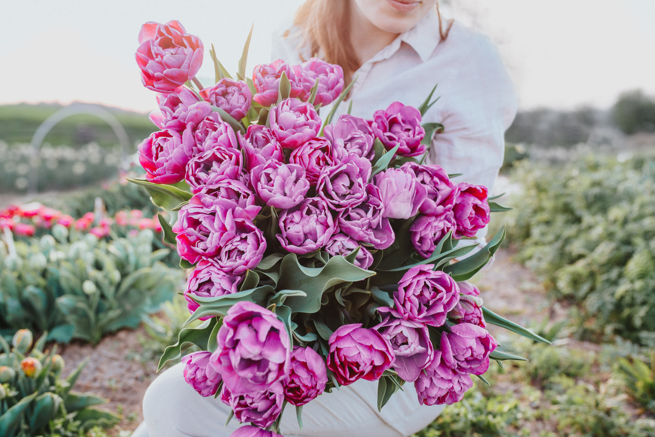 Tulppaani Rosy Diamond, Loukykvět