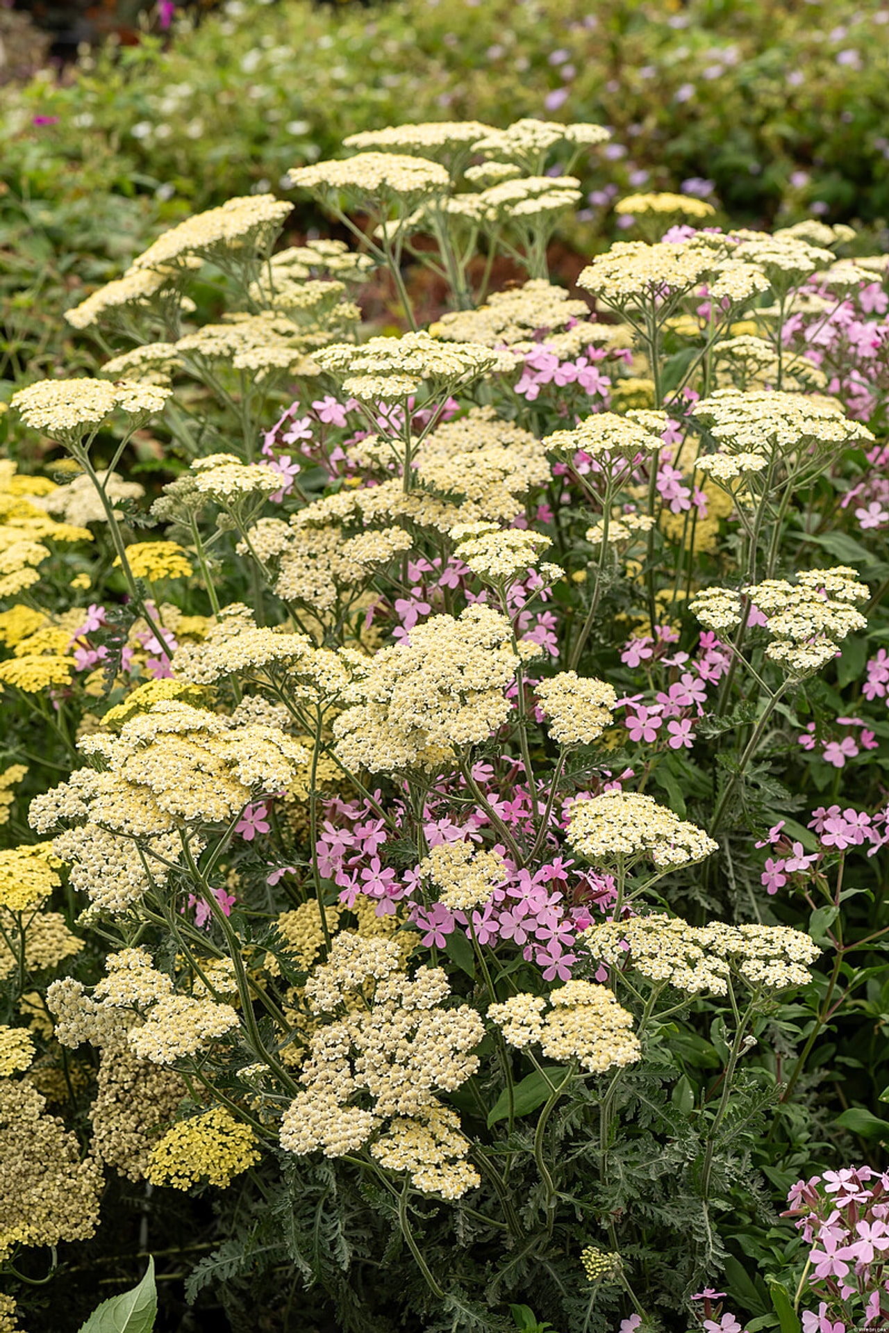 Siankärsämö Alabaster, Loukykvět