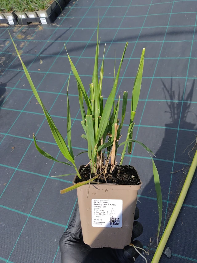 Isosiniheinä Karl Foerster - 11. 9. 2025