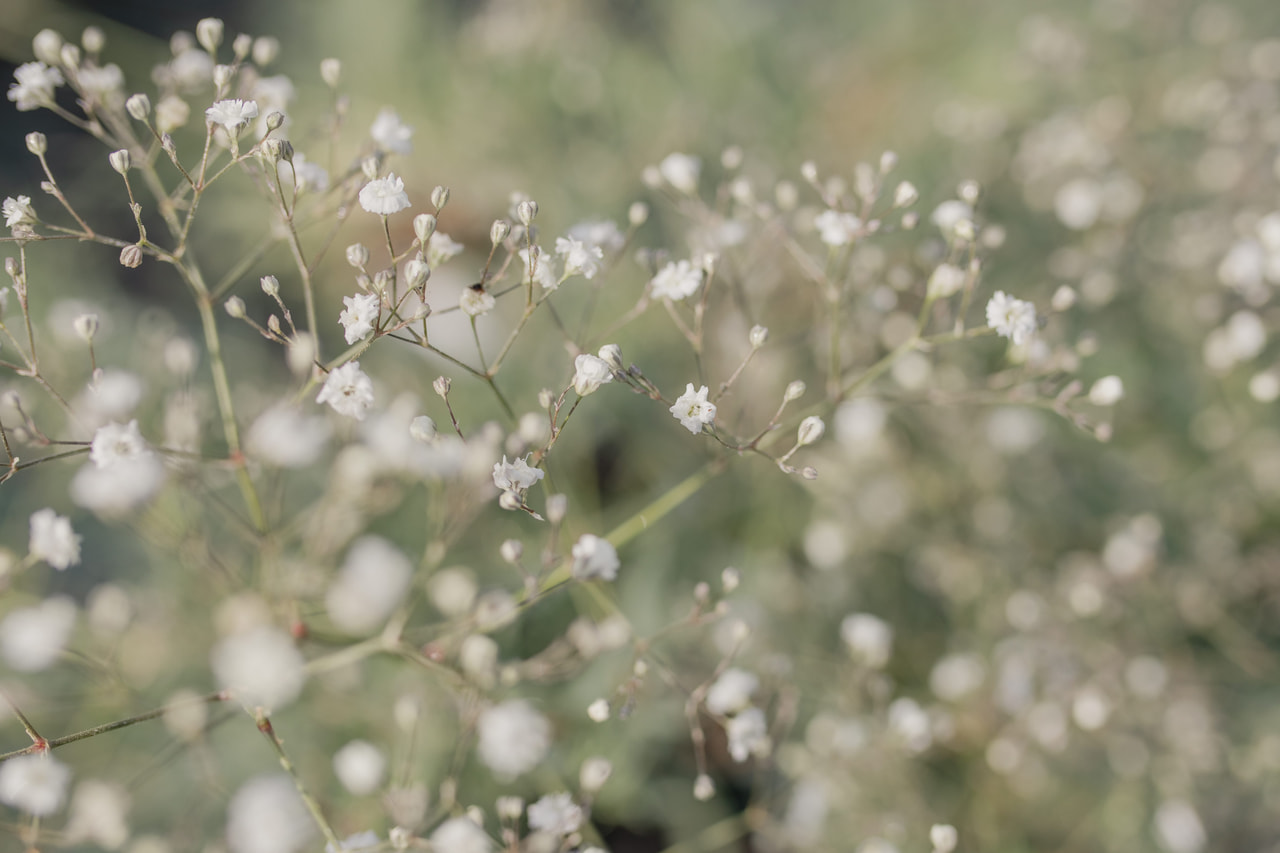 Morsiusharso Bristol Fairy, Loukykvět