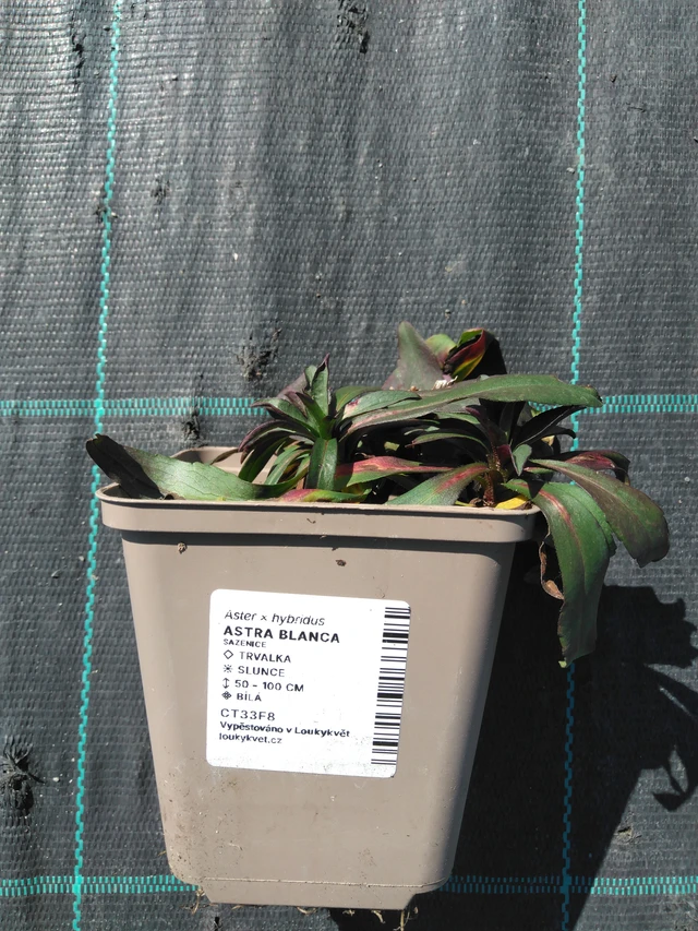 Asteri Blanca - 3. 4. 2025