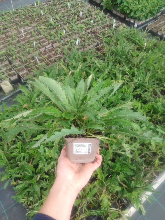 Idänunikko Royal Wedding - 2024