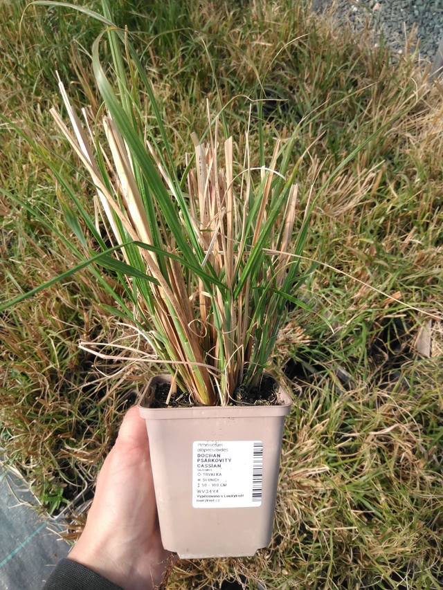 Sulkahirssi Cassian - 13. 5. 2025