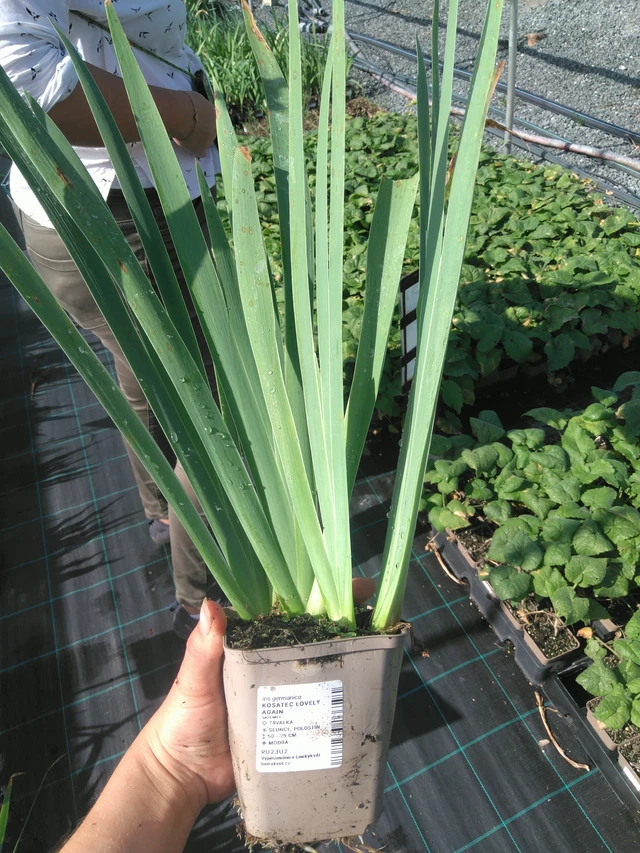 Kurjenmiekka Lovely Again - 11. 7. 2025