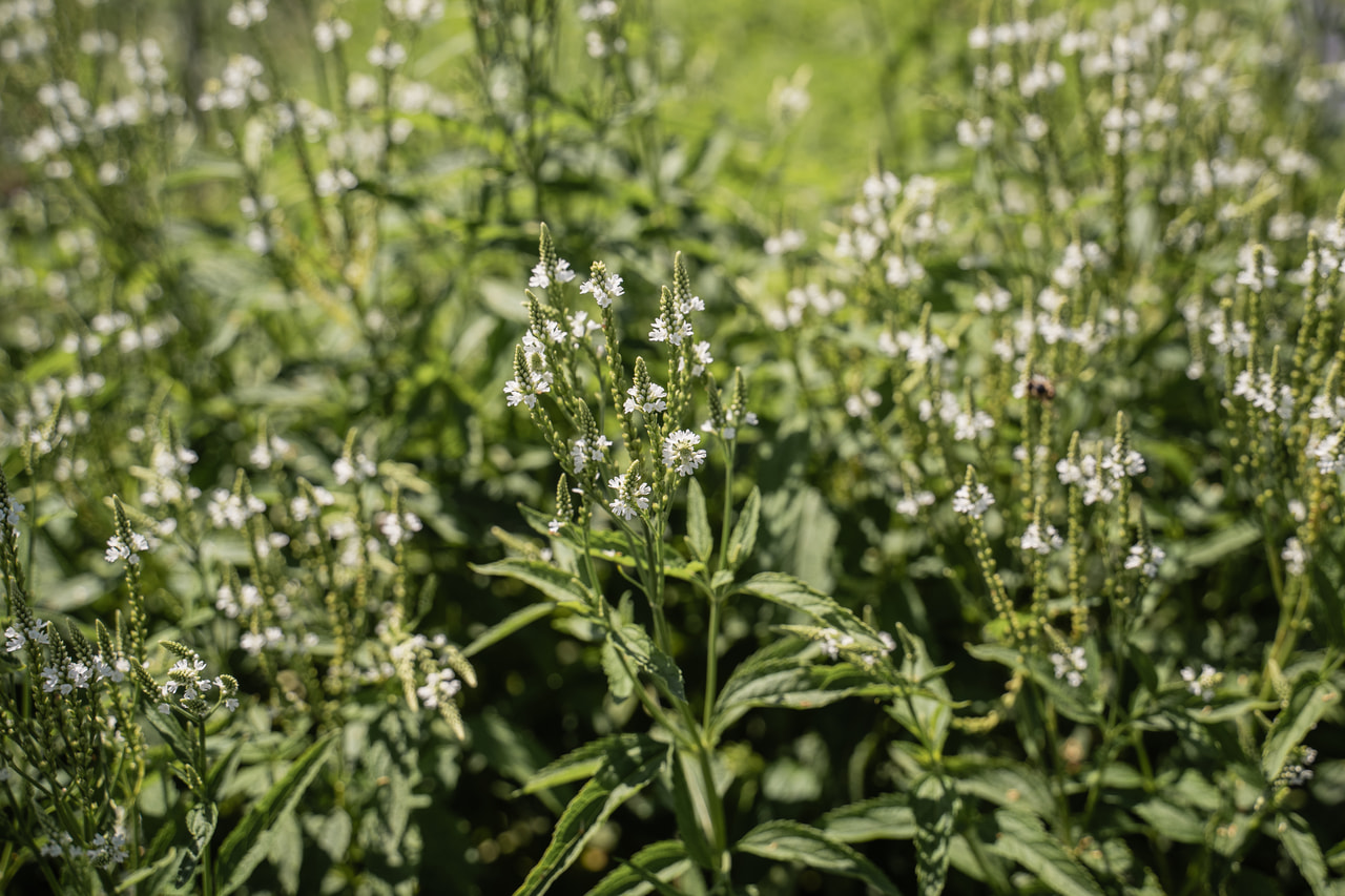 Verbena hastata White Spires, Loukykvět