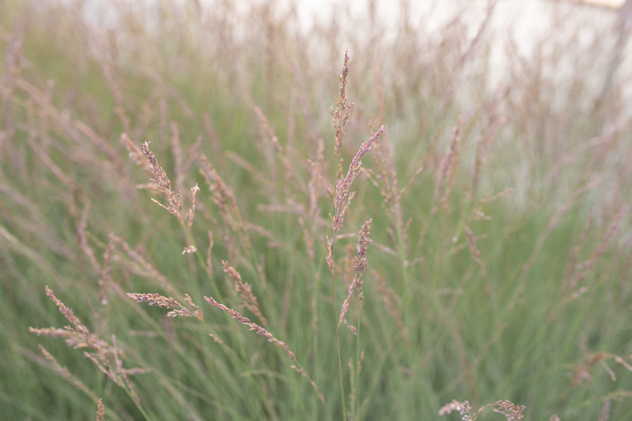 Molinia Edith Dudszus, Loukykvět