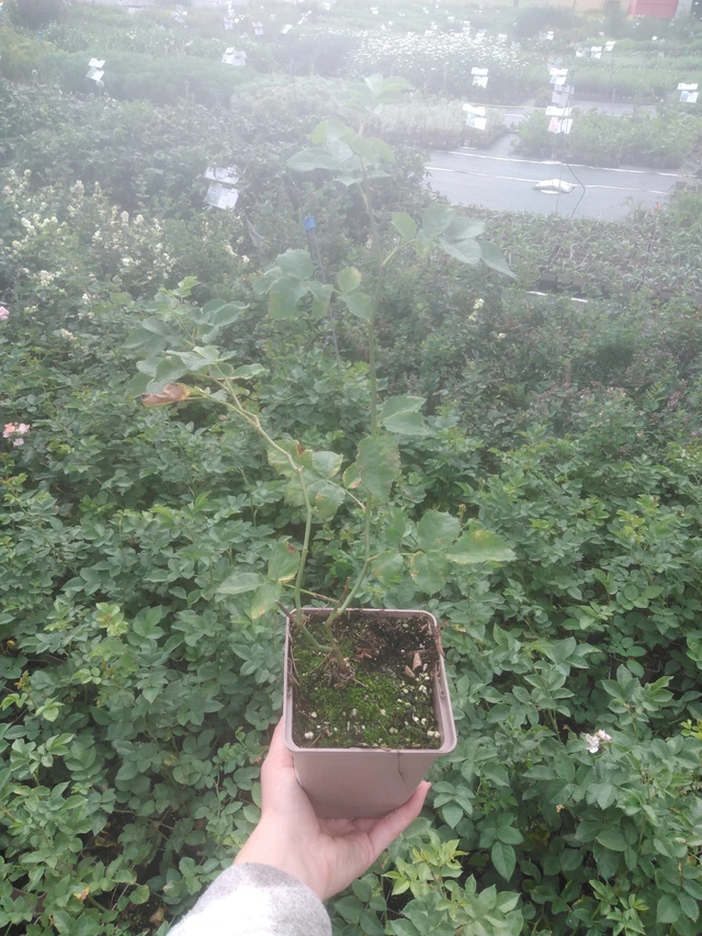 Ruusu Magical Pride - 2024