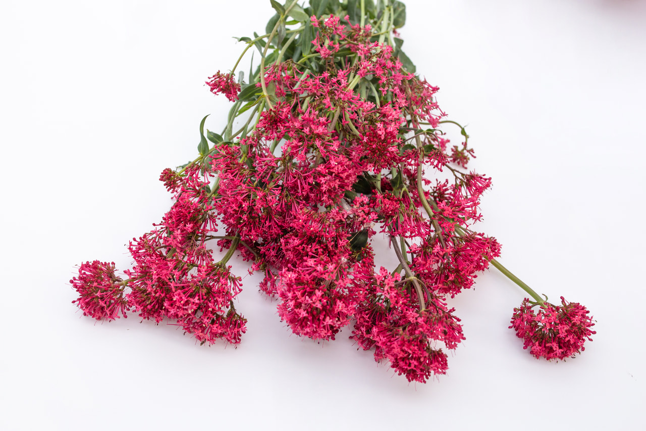 Komeapunikki Pretty Betsy Red, Loukykvět