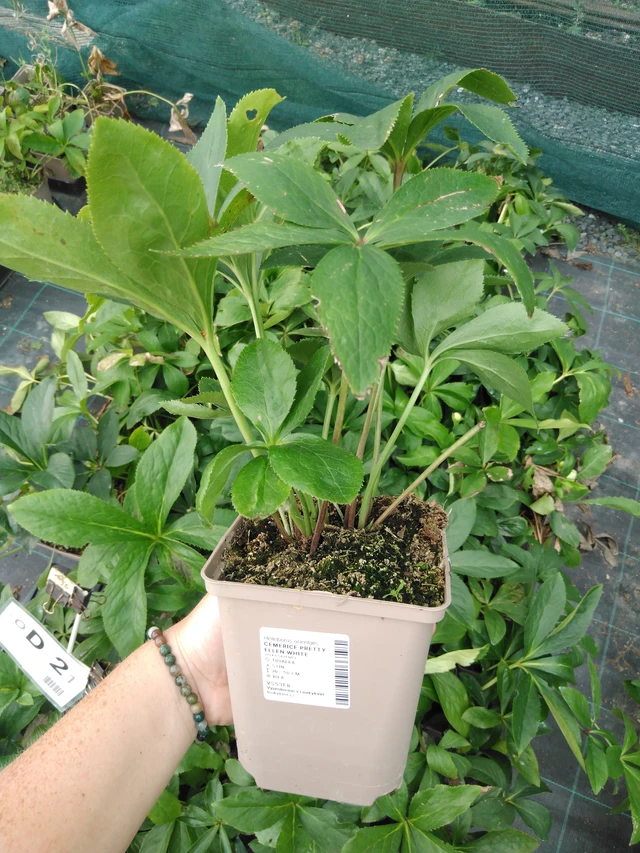 Jouluruusu Pretty Ellen White - 2024