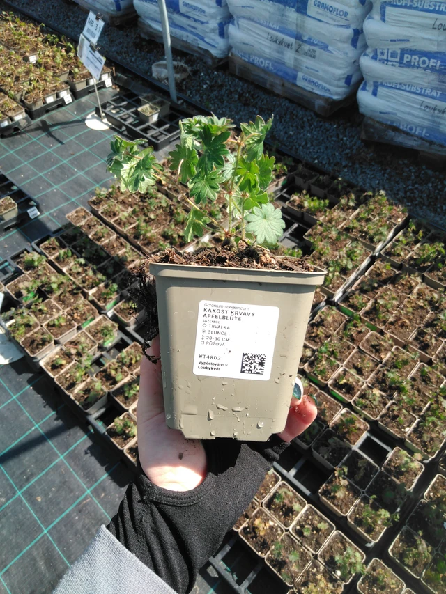 Verikurjenpolvi Apfelblüte - 13. 5. 2025